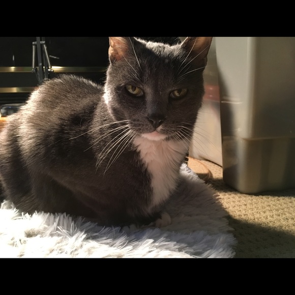 Meet your Posher, Gabby - Picture 7 of 8